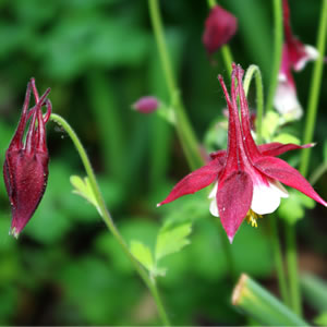 Aquilegia hybrida Crimson Star 